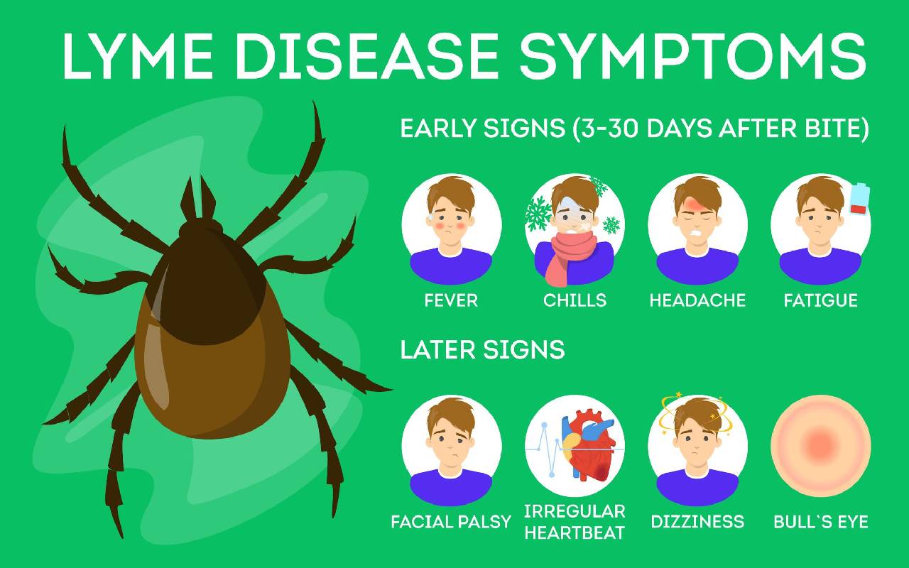 Lyme Disease: Unraveling The Tick-Borne Illness Supermodel Bella Hadid ...