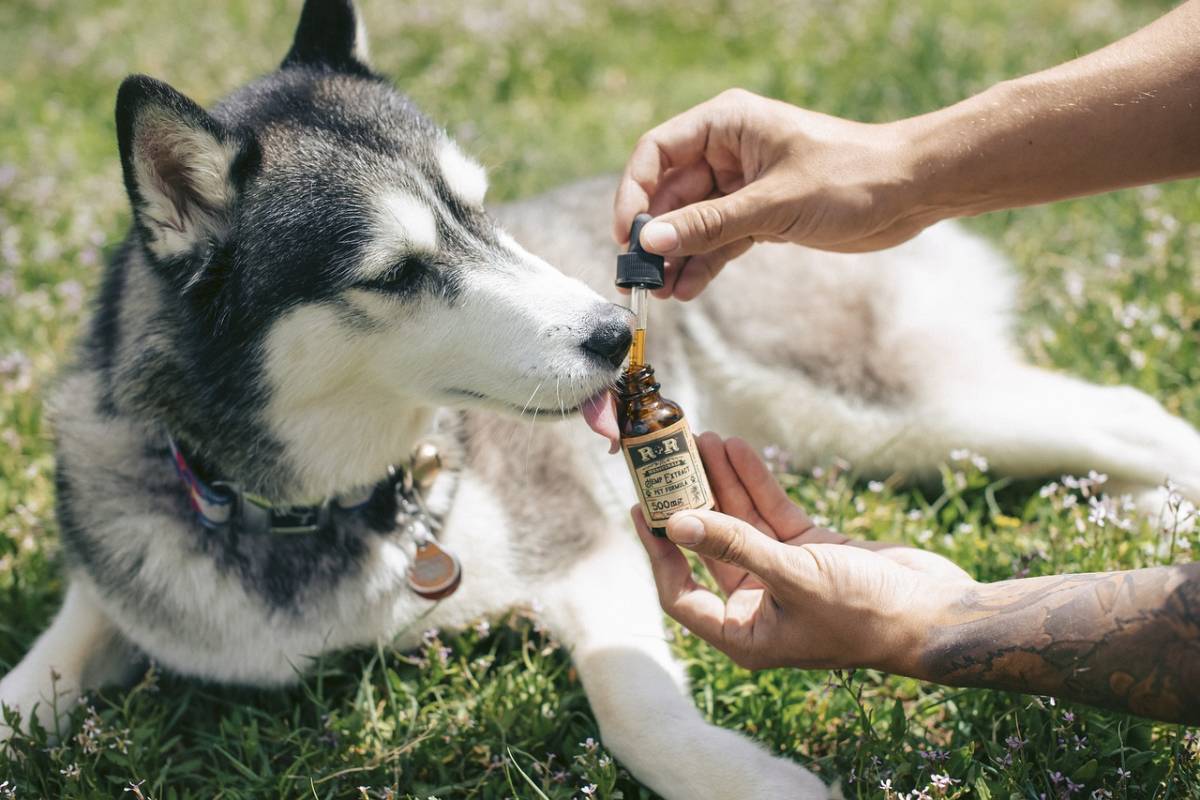 CBD Benefits In Life Care For Your Beloved Pet Health2wellness